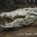 crocodile_american_tar_h_1541_cos2544.jpg